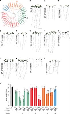 Corrigendum: Constitutive active CPK30 interferes with root growth and endomembrane trafficking in Arabidopsis thaliana